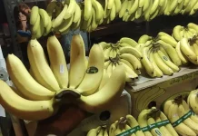 MBG Gerakkan Ekonomi Desa, Petani Pisang Rasakan Multiplier Effect