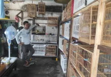 Bangkit dari Hobi Warga Kepanjen Sukses Budidaya Kenari