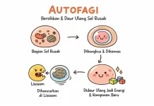 Indahnya Proses Autofagi saat Berpuasa