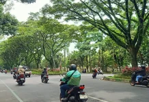 Perempesan Pohon, DLH Kota Malang Prioritaskan yang Darurat