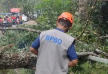 Pohon Pinus Tumbang Tutup Jalur Malang–Kediri, BPBD: Akses Kembali Normal