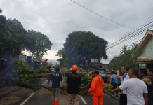 BPBD Kabupaten Malang Mitigasi Pohon Rawan Tumbang
