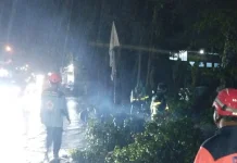 Pohon Tumbang di Pakis, Tiga Pengendara Luka Ringan