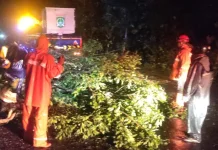 Dua Pohon Tumbang di Kepanjen Kabupaten Malang, Listrik Sempat Padam