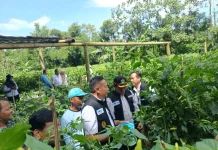 TPID Siapkan Intervensi Harga Cabai