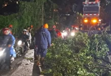 Hujan Angin Gempur Kota Batu, 31 Pohon Tumbang Halangi Akses Jalan