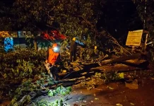 Cuaca Ekstrim. Puluhan Pohon Tumbang dan Rumah Warga di 11 Kecamatan, Rusak Parah