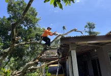 BPBD Imbau Warga Pangkas Pohon Rawan Tumbang