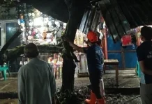 Angin Kencang Tumbangkan Pohon di Terminal Tumpang