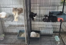 Shelter Pinky Malang, Berjuang Rawat Hewan Terlantar