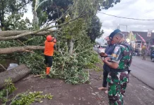 Pohon Tumbang Timpa Kabel Listrik Singosari