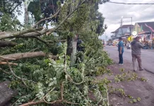 BPBD Malang Ingatkan Bahaya Pohon Lapuk