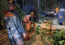 Pohon Karet Tumbang di Kepanjen Malang, Akses Jalan Raya Sempat Lumpuh