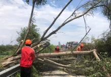 BPBD Kabupaten Pasuruan Tetapkan Status Darurat Angin Kencang