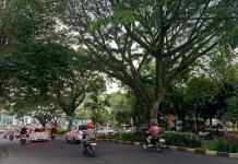 Sejumlah Pohon Tumbang, DLH Malang Tingkatkan Pemantauan