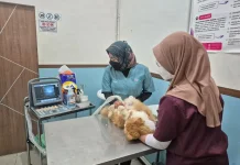 Ramadan 2026, Winadivet Petcare Hadirkan Program Vaksinasi Kucing