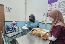Layanan Penitipan Hewan Ramai Diminati Menjelang Mudik Lebaran