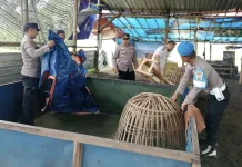 Lagi, Polres Malang Bongkar Lokasi Diduga Arena Sabung Ayam