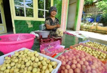Petani Duku Rejoso Mulai Panen Raya