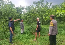 Pencuri Jeruk di Poncokusumo Malang Ditangkap Polisi