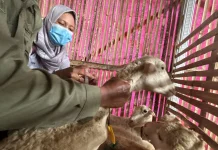 Disnakeswan Kabupaten Malang Beri Bimbingan dan Penyulihan AW Farm Group