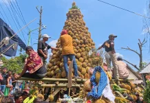 Ribuan Durian Meriahkan Selamatan Desa Kronto Lumbang