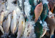 Tips Memilih Seafood Segar dan Berkualitas, dari Owner Okasea