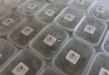 Okasea, Seafood Kemasan Mini untuk Ibu Rumah Tangga dan Anak Kos