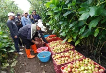 Apel Kota Batu Tetap Jaya, Petani Harus Terus Didampingi