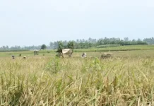 Tanam Jagung dan Pakai Pompa, Petani Milenial di Turen Malang Antisipasi Kemarau