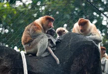 Bayi Bekantan ke-8 Lahir di Batu Secret Zoo Jatim Park