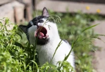 Cara Aman Usir Kucing Liar dari Halaman Rumah