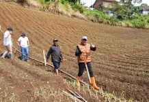 Pemkot Batu Gaungkan Integrated Farming Apel demi Kembalikan Kejayaan Buah Lokal
