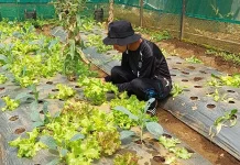 Petani Organik di Malang Siapkan Strategi Hadapi Kemarau Panjang