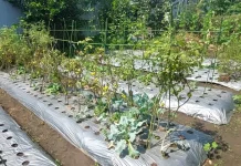 Petani Diminta Beralih Bertahap ke Pertanian Organik