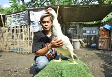Budidaya Entok Jumbo dan Hias di Kabupaten Pasuruan Sangat Menjanjikan