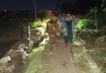 Polisi Gagalkan Pencurian Sapi di Probolinggo Kota
