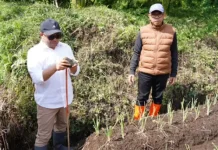 Regulasi Lahan Pertanian Pangan Berkelanjutan Lindungi Pertanian Kota Batu