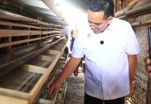 Tingkatkan Ekonomi Warga, DKP3 Probolinggo Beri Pelatihan Ternak Burung Puyuh