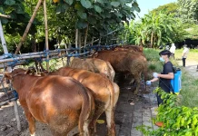 Sidak Pasar Dimoro, Satu Sapi Positif Penyakit LSD