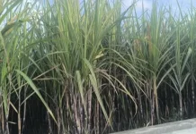 Biaya Unloading Bibit Tebu Bantuan Bongkar Ratoon Disorot