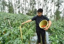 Awal Kemarau, Petani Cabai Besar di Tosari Mulai Panen Raya