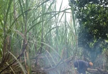 Jerit Petani Kabupaten Malang di Balik Bantuan Bibit Tebu