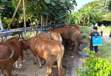 Stok Hewan Kurban Surplus, Harga Sapi Mulai Naik