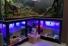 Inovasi Perairan Stabil menuju Aquarium Modern yang Low Maintenance