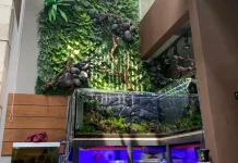 Aquarium, Bukan Sekadar Dekorasi Rumah