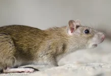 Waspada Hantavirus dan Leptospirosis dari Ancaman Tikus di Lingkungan