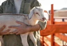 Ulama Tegaskan Kurban Kambing Tidak Bisa Patungan
