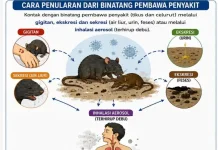 PHRI Kota Malang Tingkatkan Kewaspadaan Hadapi Isu Hantavirus