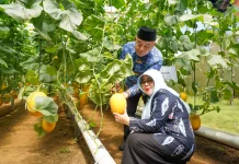 Bupati Malang Panen Melon Hidroponik di Donomulyo, Petani Bidik Pasar Hong Kong